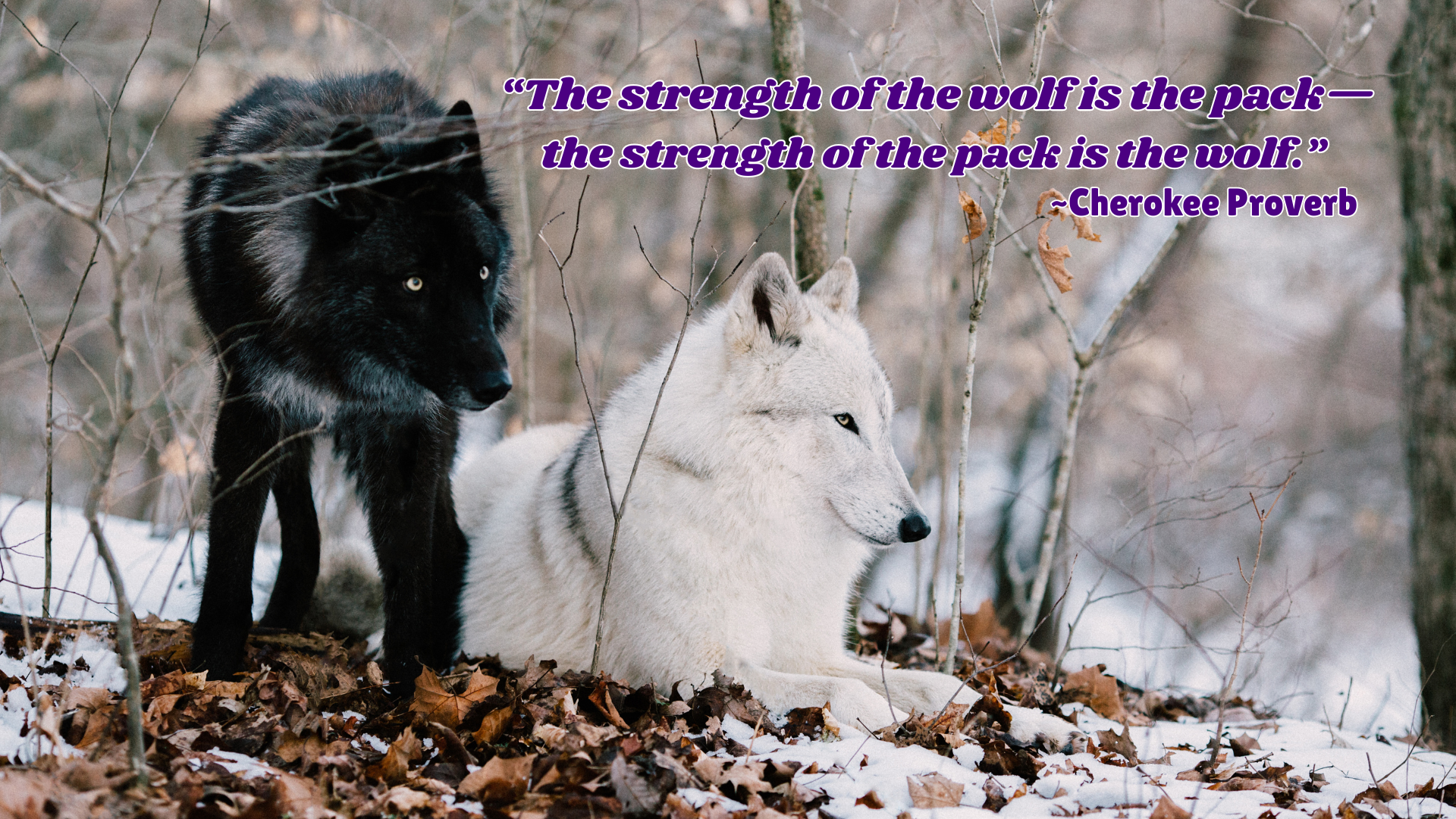Black and white wolves resting in winter forest. Overlaid Cherokee proverb reads: “The strength of the wolf is the pack—the strength of the pack is the wolf.
